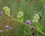 Echinocystis lobata. Верхушка побега с соцветиями. Справа внизу соцветия-корзинки Василька ложнопятнистого (Centaurea stoebe L.). Ульяновская обл., Новомалыклинский р-н, окр. пос. Елховый Куст, пойма р. Бол. Авраль, песчаные наносы. 31.07.2022.