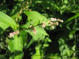 Persicaria lapathifolia