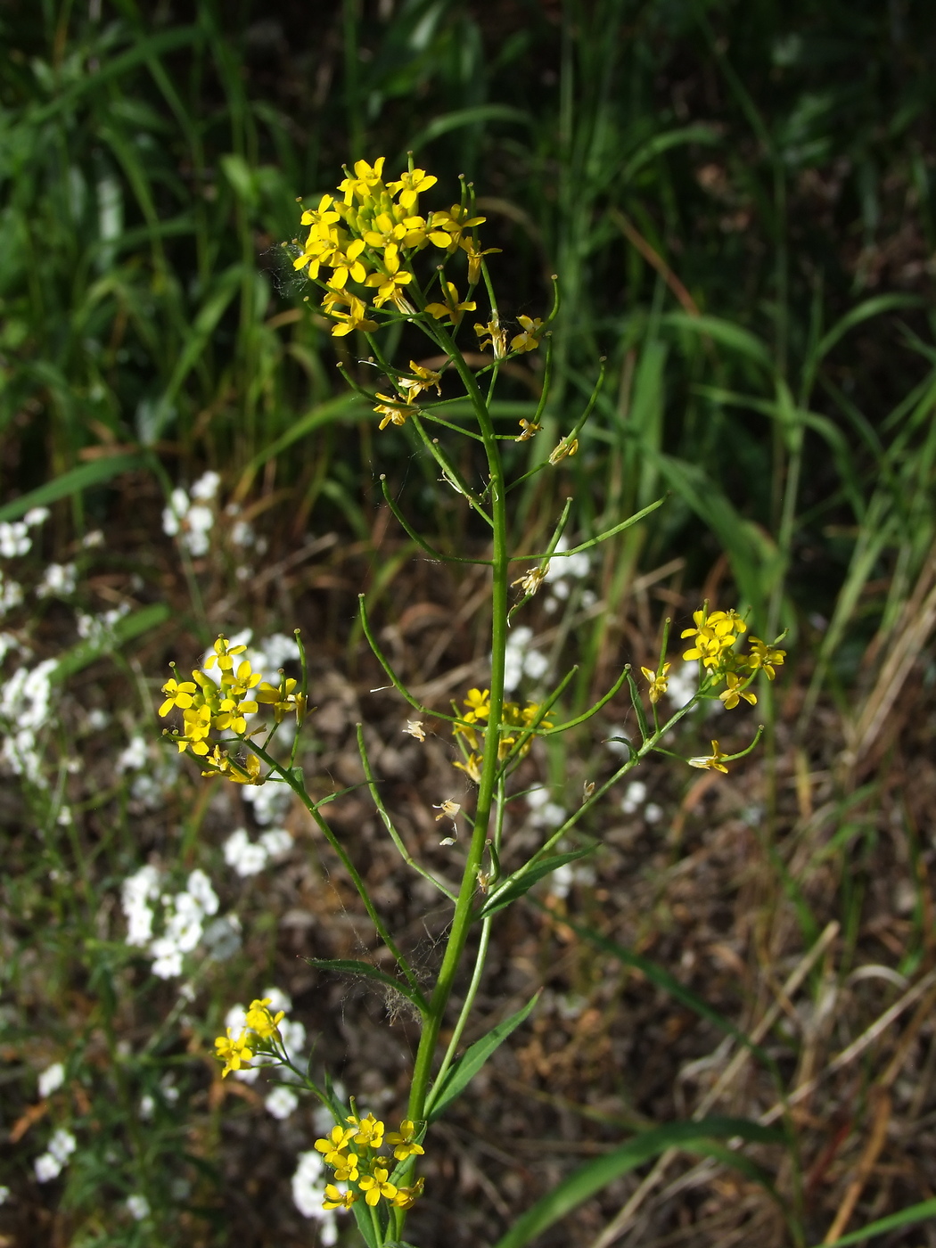 Изображение особи Erysimum cheiranthoides.