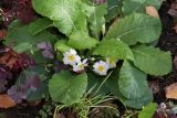 Primula vulgaris. Цветущее растение (повторное цветение). Томская обл., г. Томск, Академгородок, в культуре. 04.10.2022.