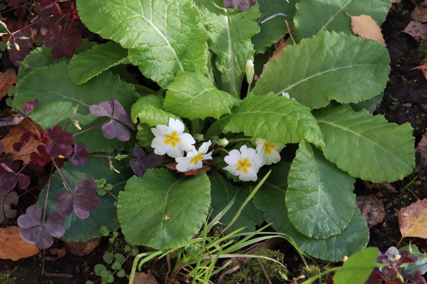 Image of Primula vulgaris specimen.