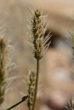 Plantago maritima. Верхушка побега с соцветием. Ленинградская обл., Ломоносовский р-н, окр. Шепелёвского маяка близ прожекторной станции; п-ов Каравалдай, берег Финского залива, каменистый пляж у границы с маршем, зона заплеска. 13.06.2022.