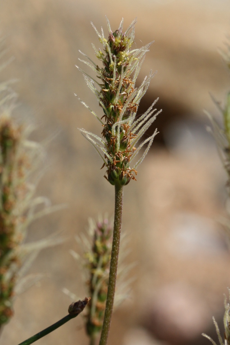 Image of Plantago maritima specimen.