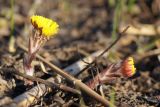 Tussilago farfara