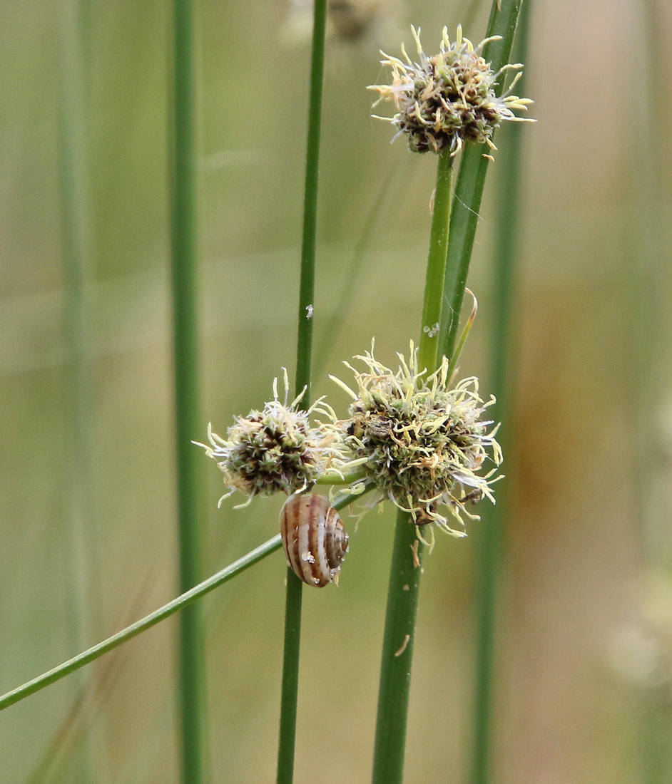 Изображение особи Scirpoides holoschoenus.