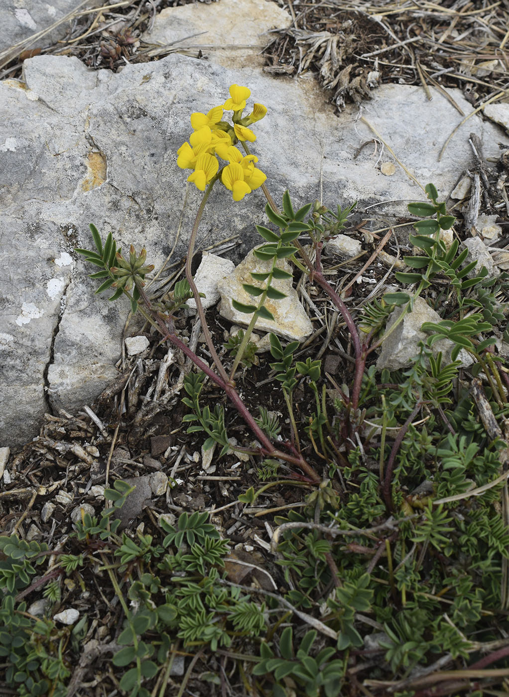 Изображение особи Hippocrepis comosa.