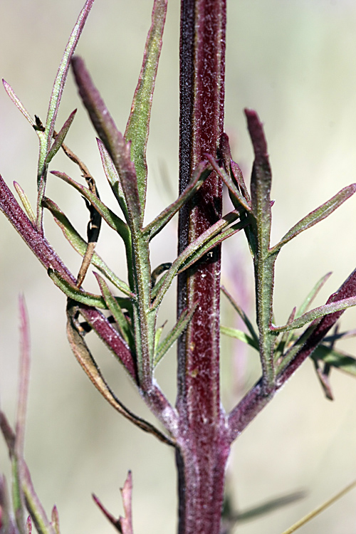 Изображение особи Leptorhabdos parviflora.