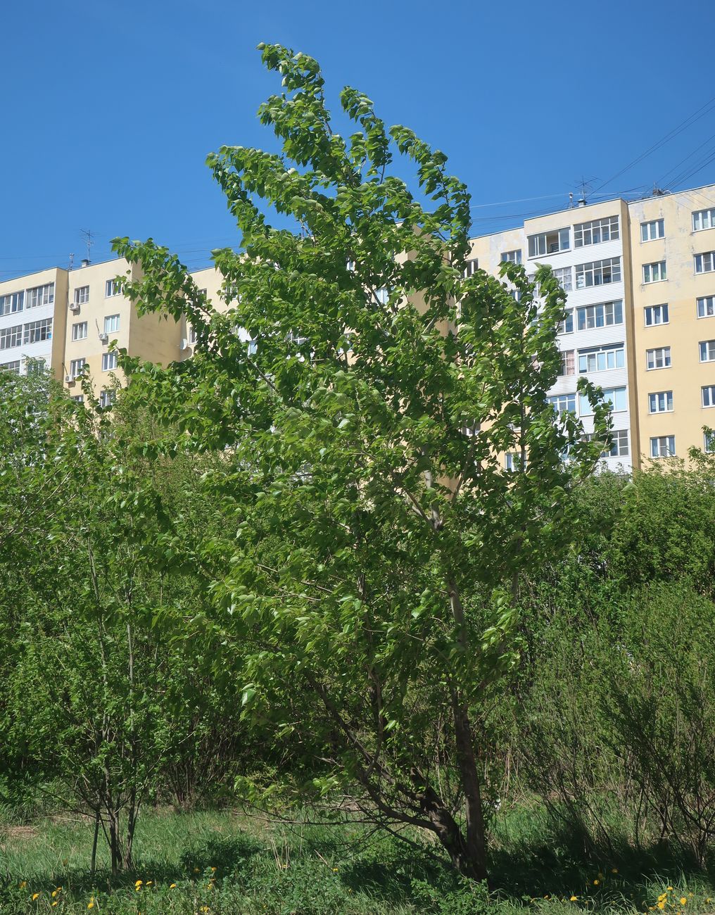 Image of genus Populus specimen.