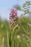 Dactylorhiza incarnata. Соцветие. Крым, Байдарская долина, окр. с. Тыловое, луг. 06.06.2023.