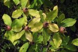 Mespilus germanica