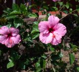 Hibiscus rosa-sinensis. Верхушки веточек цветущего растения. Чили, обл. Valparaiso, провинция Isla de Pascua, г. Hanga Roa, сквер. 17.03.2023.