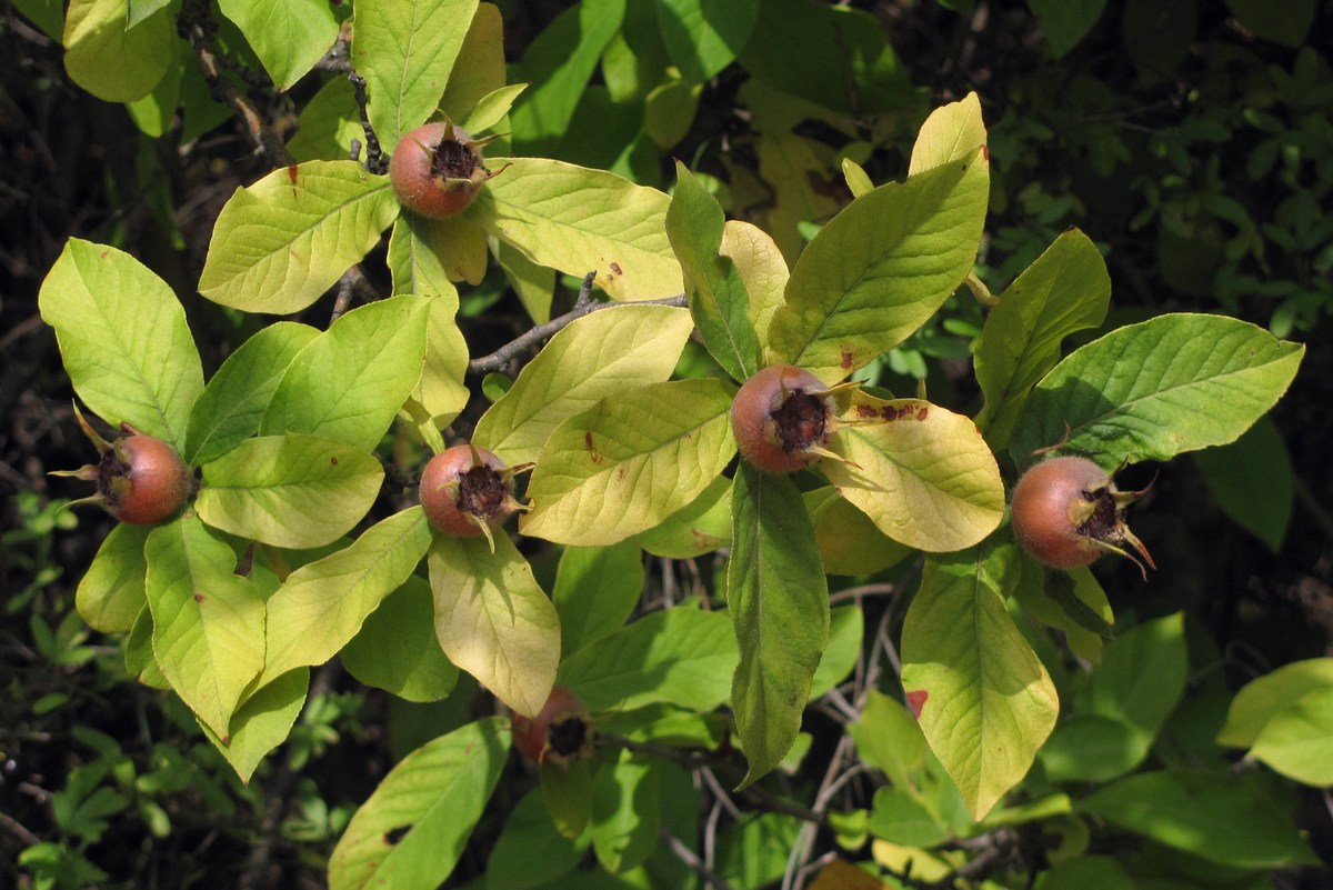 Изображение особи Mespilus germanica.