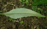 Cirsium heterophyllum