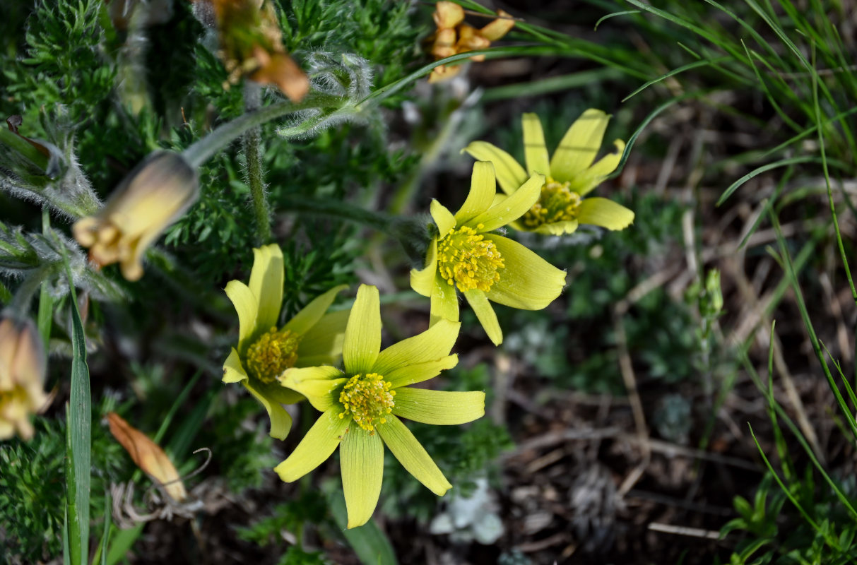 Изображение особи Pulsatilla albana.