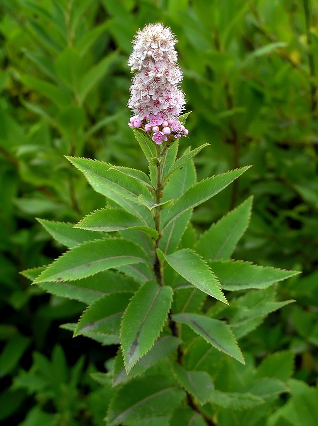 Изображение особи Spiraea salicifolia.