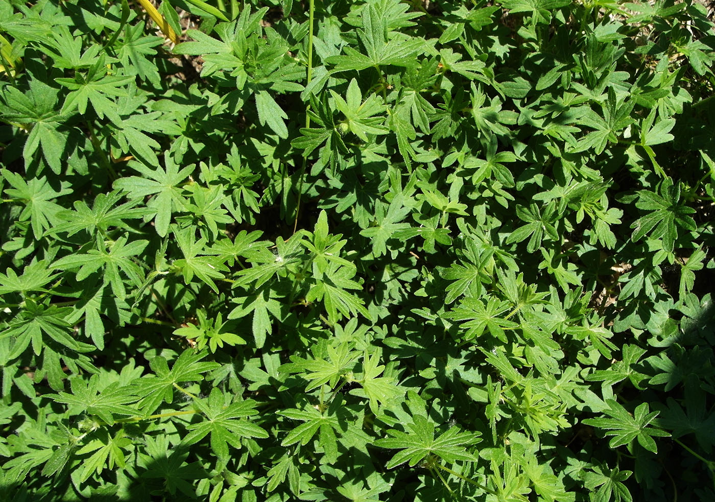 Image of Geranium collinum specimen.