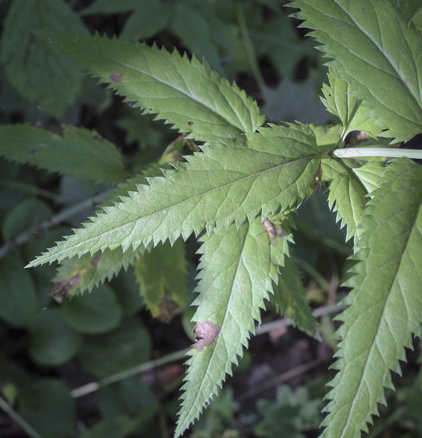 Изображение особи Veronica longifolia.