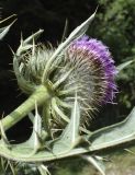 Cirsium