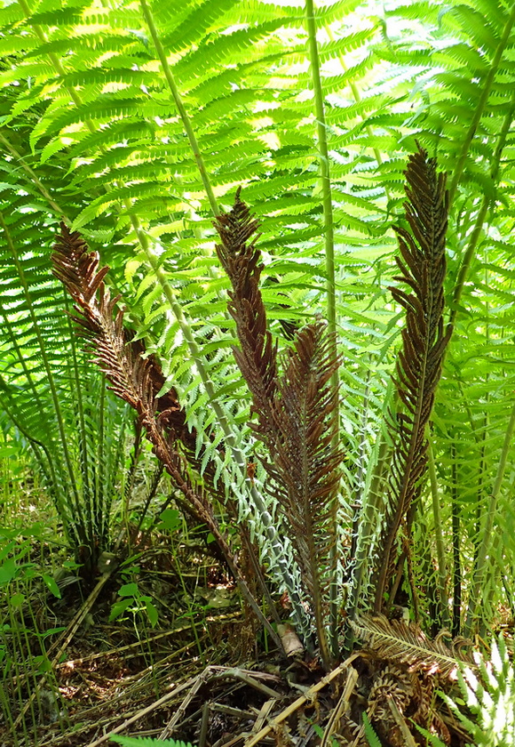 Image of Matteuccia struthiopteris specimen.