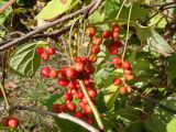 Schisandra chinensis