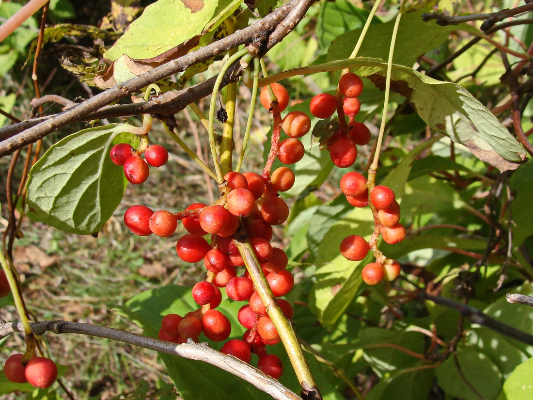 Изображение особи Schisandra chinensis.