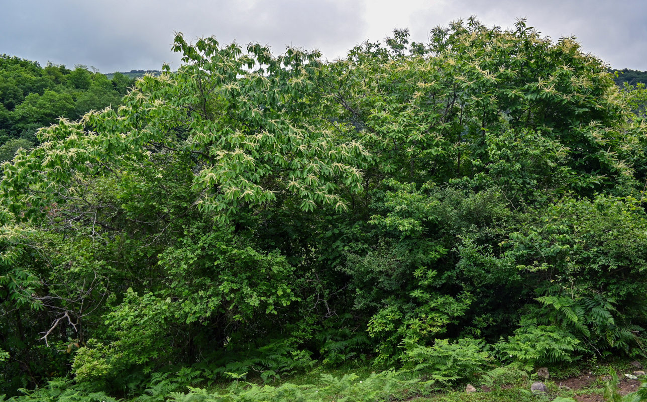 Image of Castanea sativa specimen.