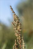 род Chenopodium