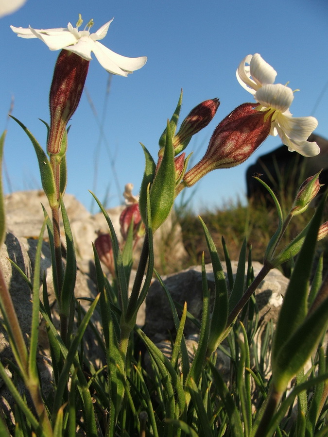 Image of Silene jailensis specimen.