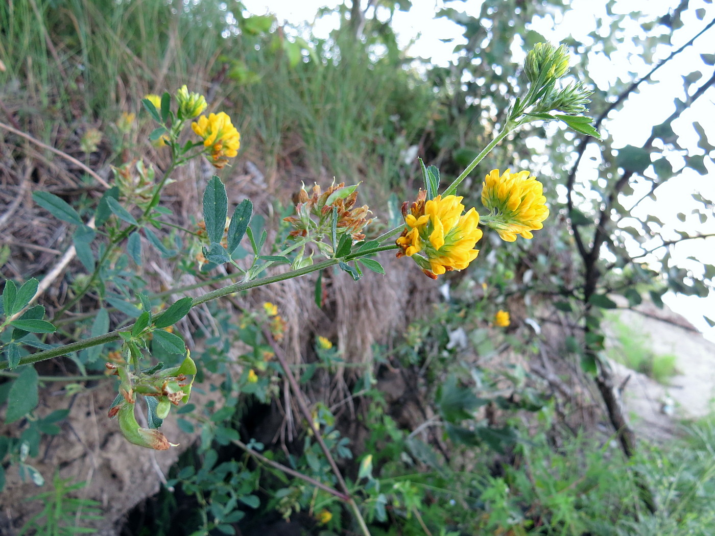 Изображение особи Medicago falcata.