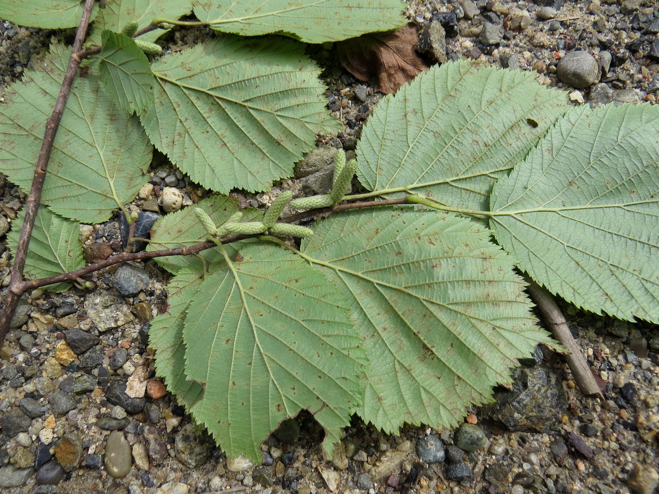 Изображение особи Corylus mandshurica.