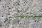 Equisetum ramosissimum. Нижняя часть оборванной веточки. Чечня, Шаройский р-н, долина р. Цесиахк, 1 км ниже водопада Цеси, сухое русло. 11 августа 2023 г.
