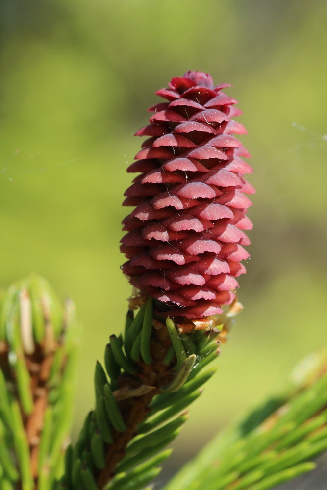 Изображение особи Picea abies.