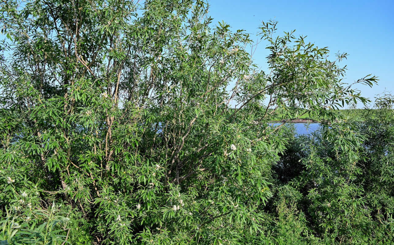 Image of genus Salix specimen.