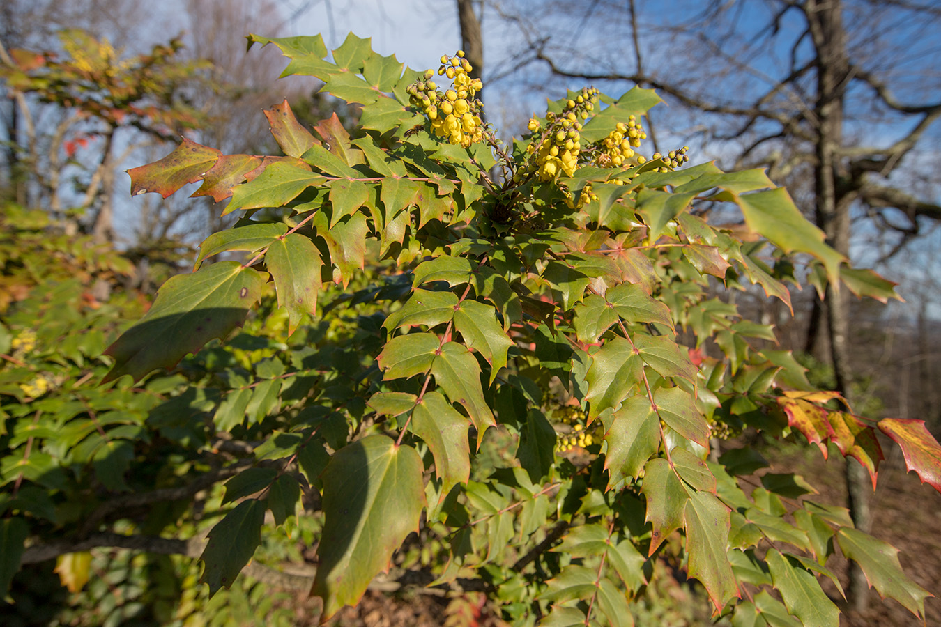 Image of Mahonia bealei specimen.