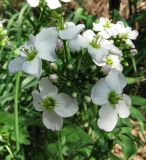 Cardamine dentata