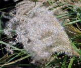 Miscanthus sinensis