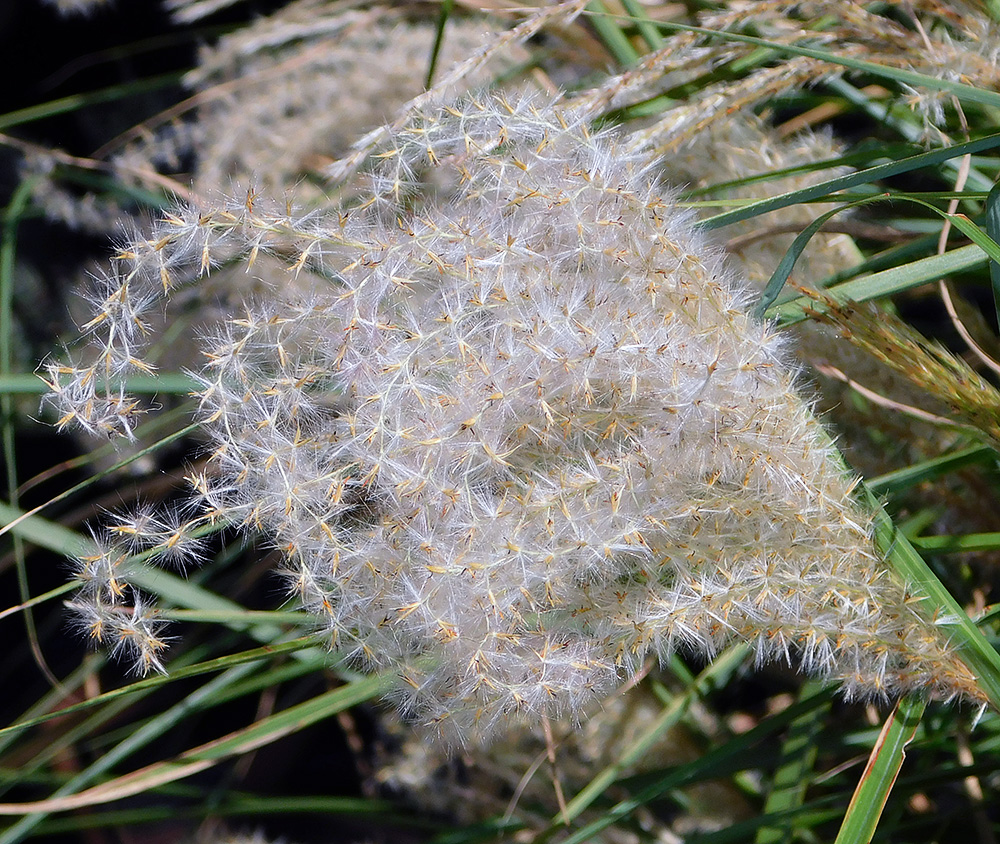 Изображение особи Miscanthus sinensis.