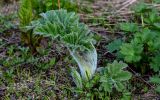 Heracleum dissectum. Растение в начале вегетации. Хакасия, Орджоникидзевский р-н, верховья р. Правая Сарала, луговой склон. 08.06.2022.