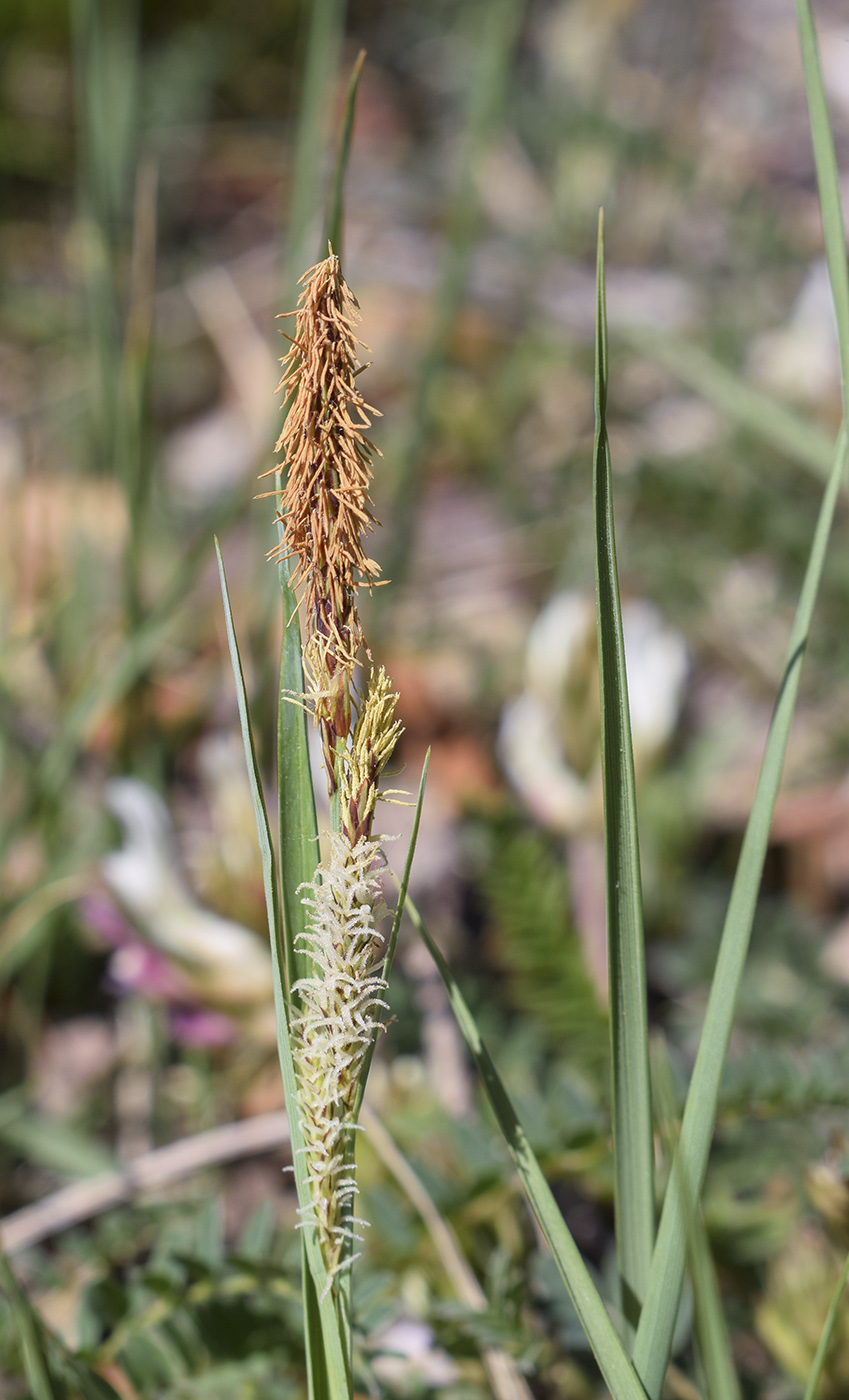 Изображение особи род Carex.