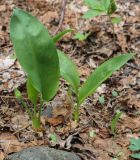 Allium ursinum