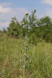 Blackstonia perfoliata