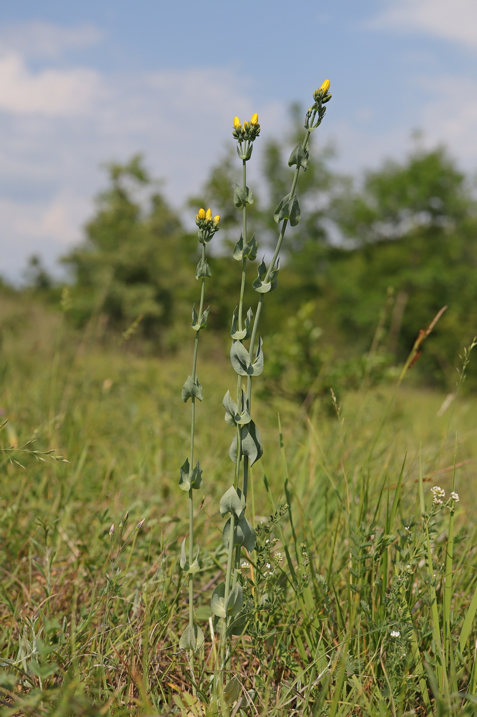 Image of Blackstonia perfoliata specimen.