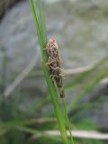 Image of taxon representative. Author is Геннадий Окатов