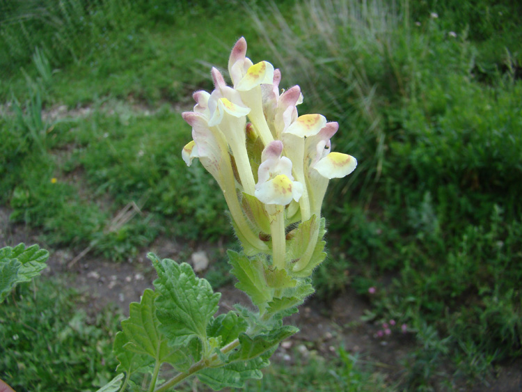 Изображение особи Scutellaria toguztoravensis.