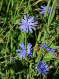 Cichorium intybus