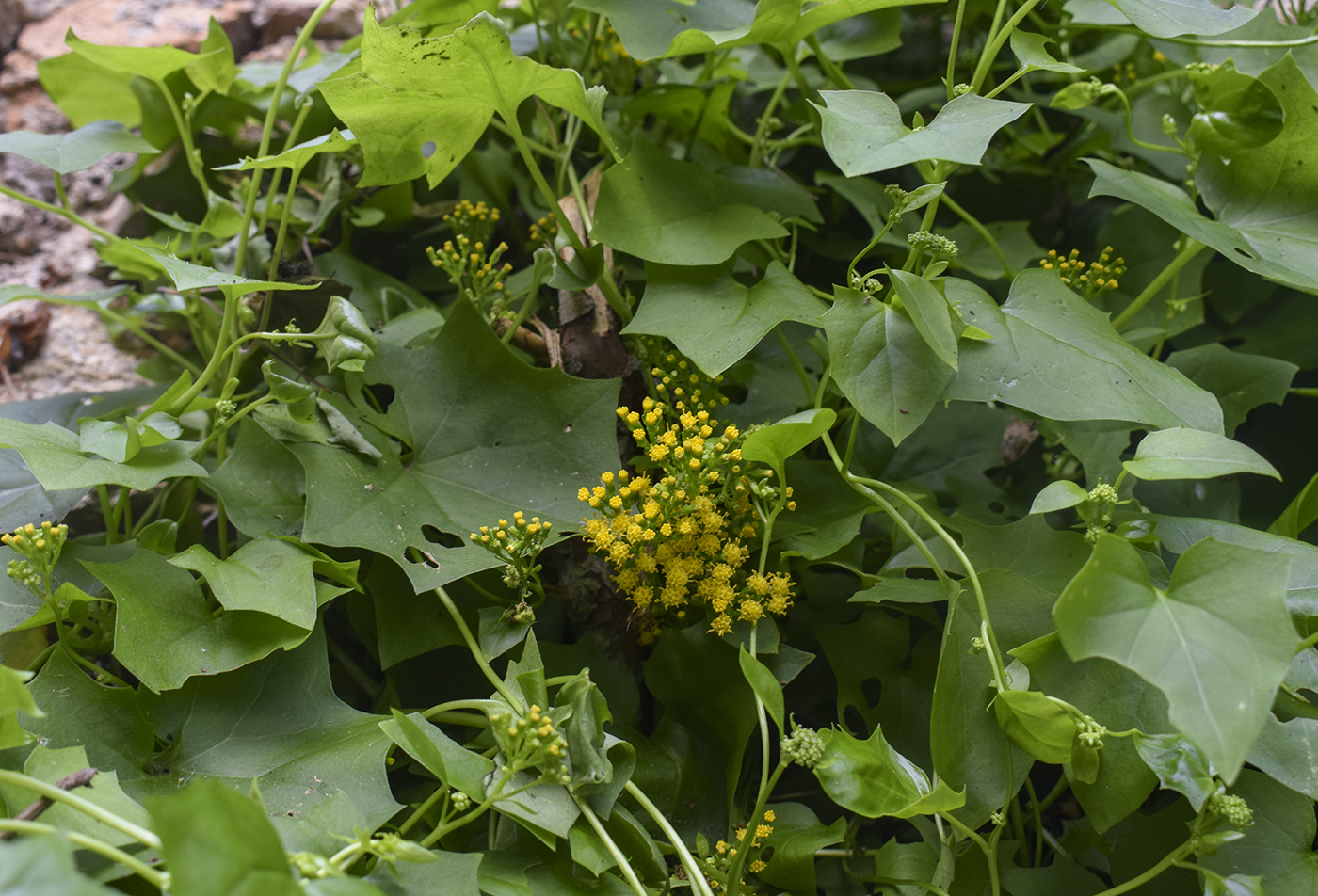 Изображение особи Delairea odorata.