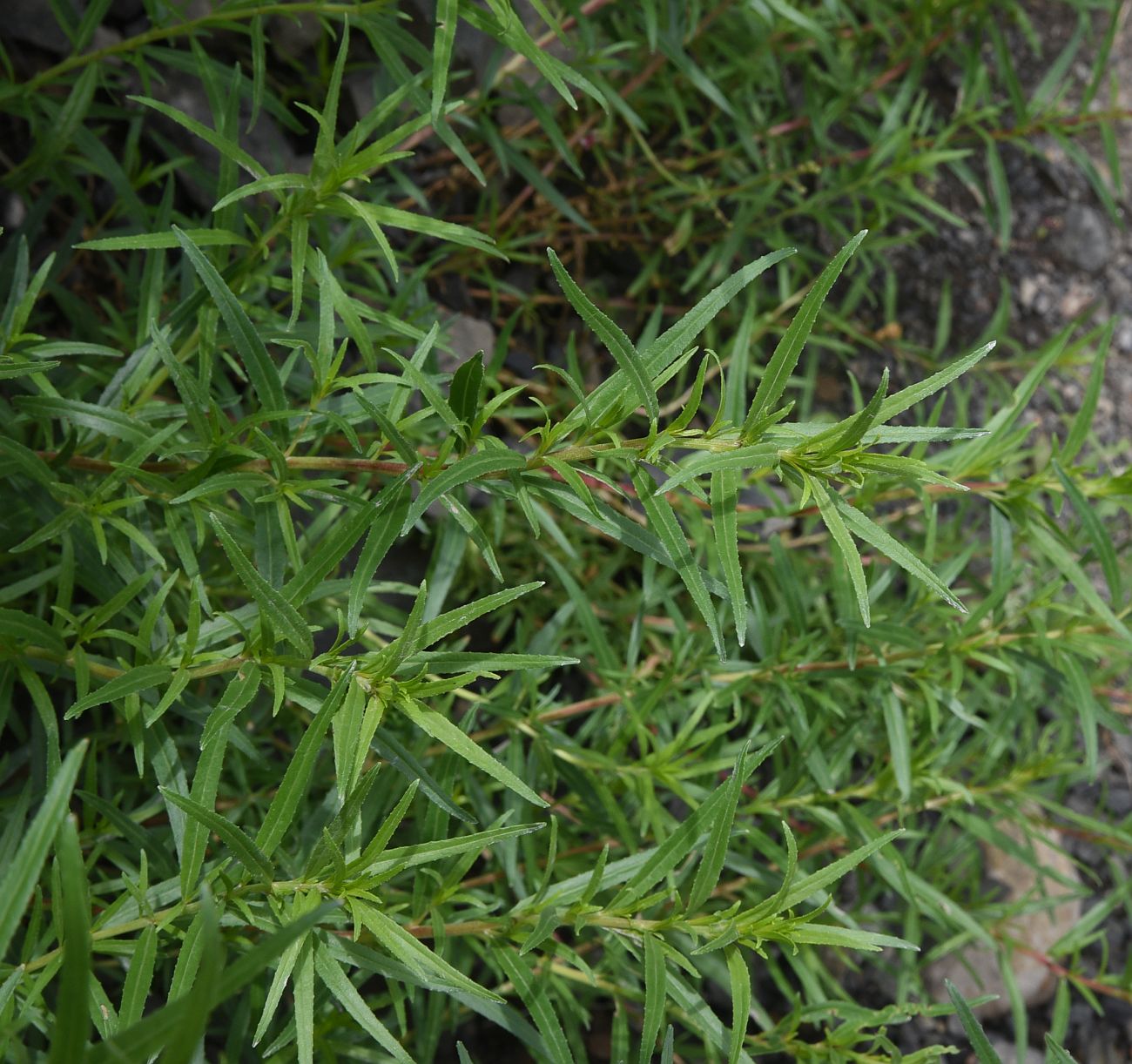 Image of Chamaenerion colchicum specimen.