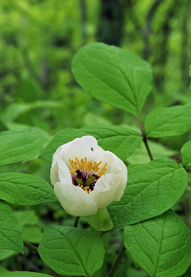 Изображение особи Paeonia oreogeton.