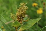 Lysimachia vulgaris