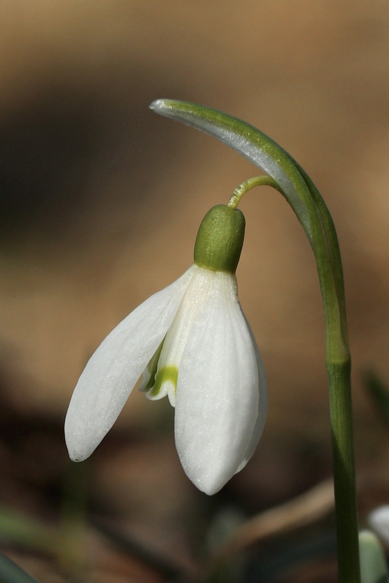 Image of Galanthus nivalis specimen.
